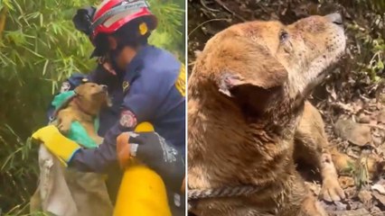 Esto se sabe de Panchito, el perro que fue envuelto en bolsas y enterrado vivo en Floridablanca