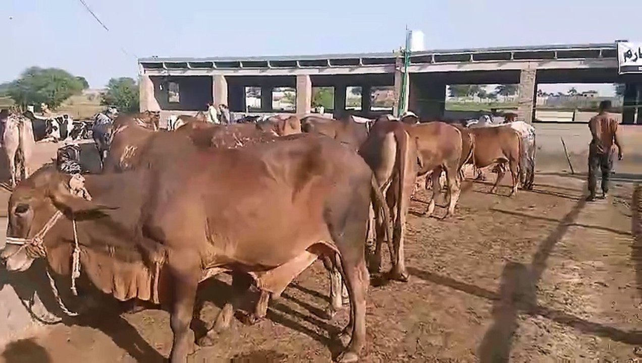 0333-1943043 Qurbani Bulls going on Cheep Rates/Four Season Cattle Farm/The Beauty of Rawat/Cme quck