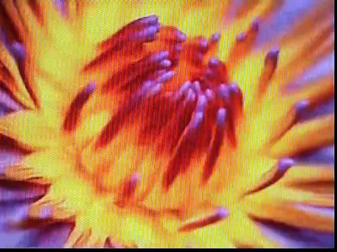 FALLING IN LOVE AGAIN ( LEO BENNINK & SOPHIA ) / POP / ROCK / SOUL / R&B /FNK /