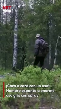 ¡Qué susto! 😱 Un hombre se encontró cara a cara con un oso gris gigante 🐻 y solo con un spray logró ahuyentarlo. ¡Su reacción fue clave para evitar una tragedia!