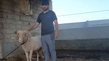 0333-1943043 Behddo/Mehnda/Afridi Sheep/Four Seasons Cattle Farm the Beauty of Rawat/Quality/Qurbani