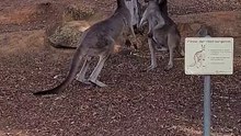 How kangaroos love fighting only in Australia 🇦🇺