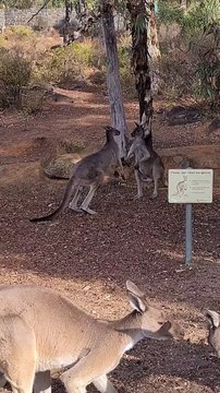 How kangaroos love fighting only in Australia 🇦🇺