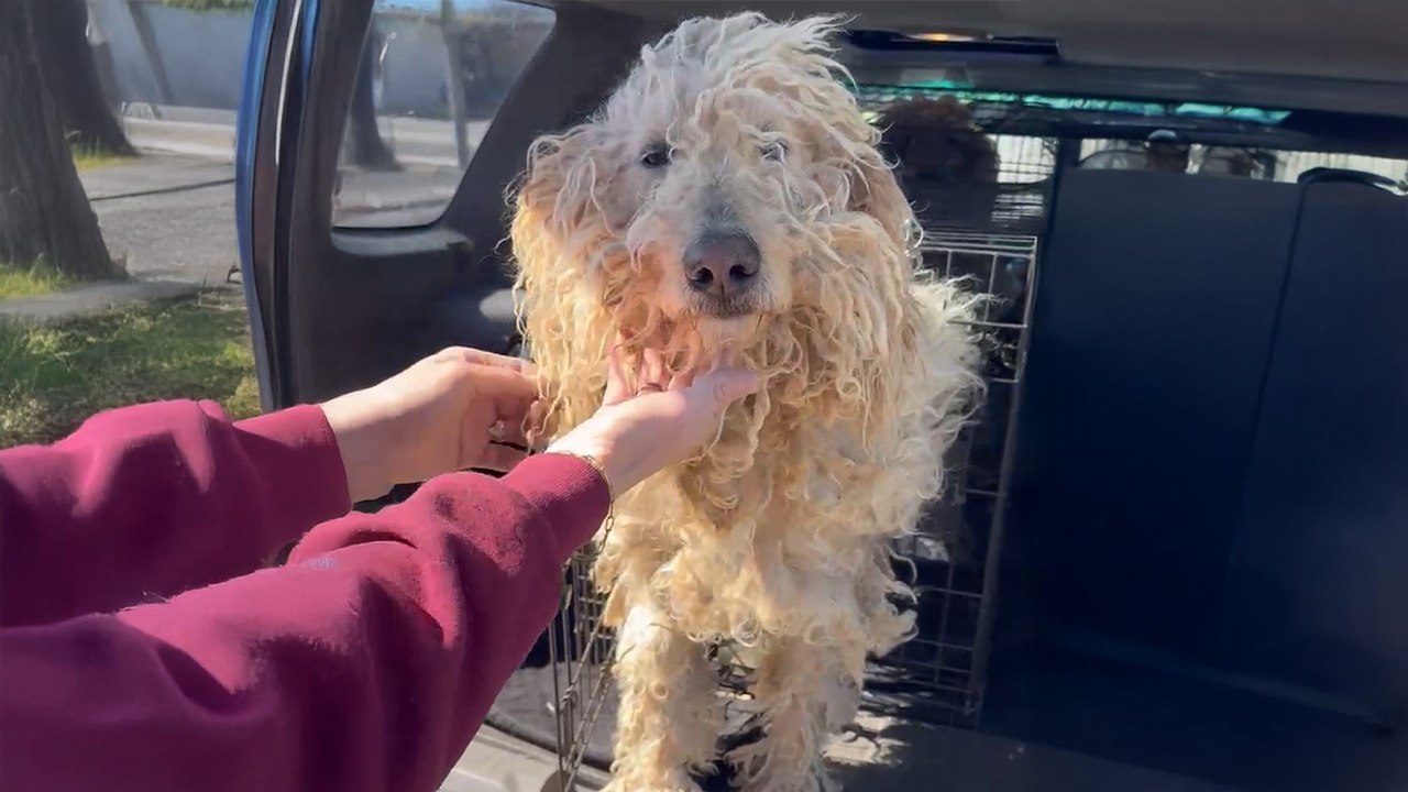 Matted Doodles Who Got Dumped For Being "Too Mu...