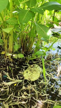 QUERIDA ENCOGI A LOS NIÑOS - DEAR I SHRUNK THE KIDS