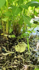 QUERIDA ENCOGI A LOS NIÑOS - DEAR I SHRUNK THE KIDS