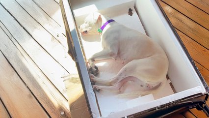 Deaf Foster Dog Sleeps In The Weirdest Positions