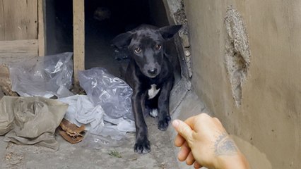 Terrified Puppy Who Wouldn't Leave Sewer For Days LOVES People Now
