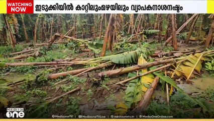 ഇടുക്കിയിൽ കാറ്റിലും മഴയിലും വ്യാപക കൃഷിനാശം; അടിമാലിയിൽ രണ്ടായിരത്തോളം ഏത്തവാഴകള്‍ നിലംപൊത്തി
