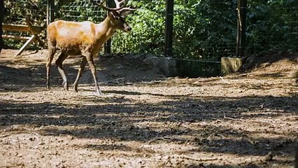 videoblocks-young-stag-walking-in-his-area-in-zoo_szgdm3uivf__dba810232e7f554aa348c4afbd0077dc__P360