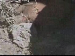 DESERT VISIONS PEYOTE