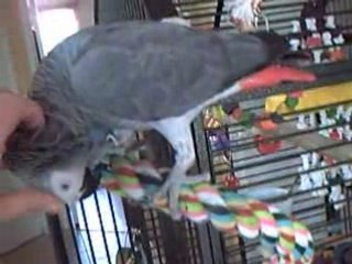 Miko ne se lasse pas des gratouilles