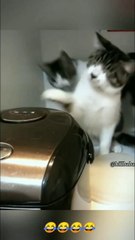 FUNNY ACTS OF FUNNY CATS||CATS BEING RIDICULOUS ALL THE TIME