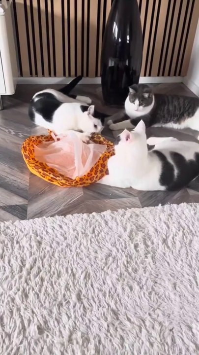 A PACK OF THREE CUTE CATS