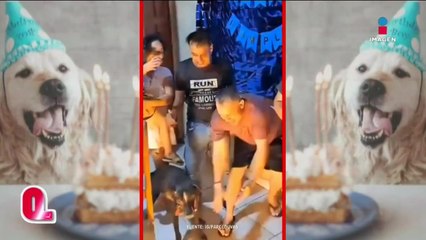 Este lomito quería soplarle a las velas y tiró el pastel