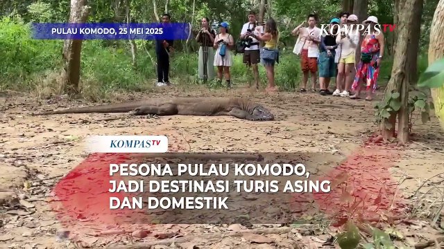 Pesona Pulau Komodo, Jadi Destinasi Turis Asing dan Domestik
