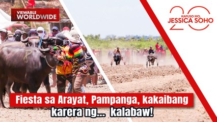 Fiesta sa Arayat, Pampanga, kakaibang karera ng… kalabaw! | Kapuso Mo, Jessica Soho