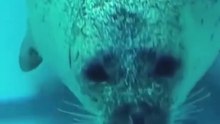 Seal Core 🦭🤣