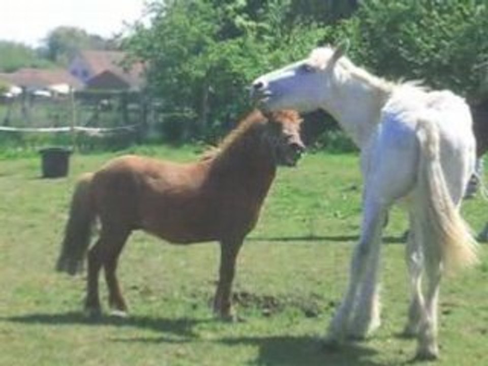 Chevaux Réflexe Adoption n°3