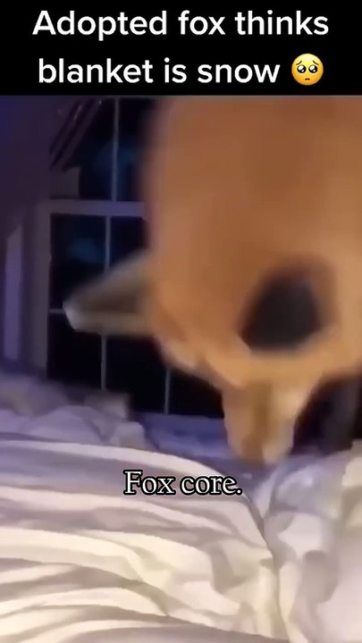 Fox core. 🦊🦊