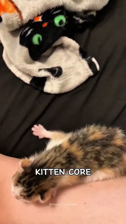 kitten core