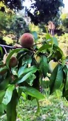 Himalayan Fruit Festival 2025 at Camp purple Mukteshwar