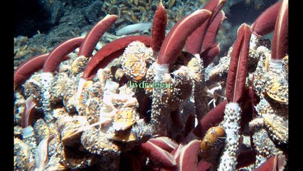 Lost City Hydrothermal Vents! Secrets Beneath the Ocean Floor