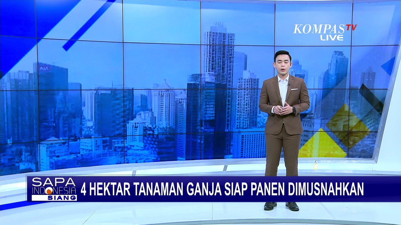 TNI, Polisi & BNN Musnahkan 4 Hektare Tanaman Ganja Siap Panen di Aceh