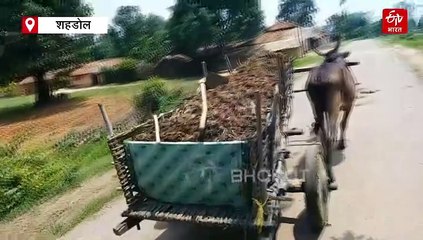 आ गया प्रोटीन का सिकंदर, धूम मचाने को तैयार, शहडोल के किसानों कर रहा मालामाल