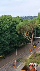 Tramvia, alberi abbattuti sul lungarno Colombo
