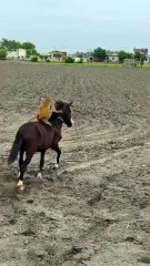 This Little Monkey Is Truly Taking Rhe Reins... Or Attempting To!