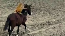 This Little Monkey Is Truly Taking Rhe Reins... Or Attempting To!