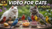 Video For Cats Birds, Squirrels, and Leaves – Perfect Videos for Cats to Watch