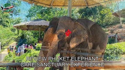 Review Phuket Elephant Care Sanctuary Experience