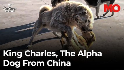 King Charles: The rescue turned pack leader who rules without barking