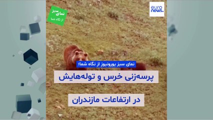 نمای سبز یورونیوز از نگاه شما؛ پرسه‌زنی خرس و توله‌هایش در ارتفاعات مازندران