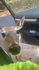Curious Deer Inspects Inside Car by Sniffing and Staring
