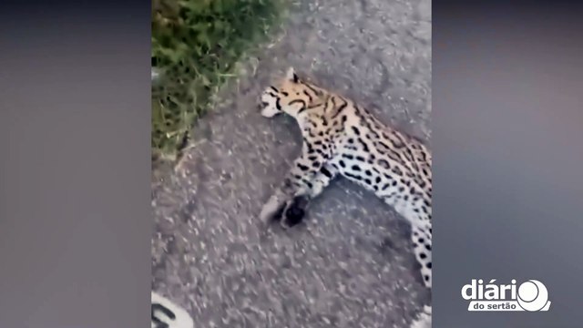 Confundida com onça pintada, jaguatirica aparece morta entre Cajazeiras e São João do Rio do Peixe