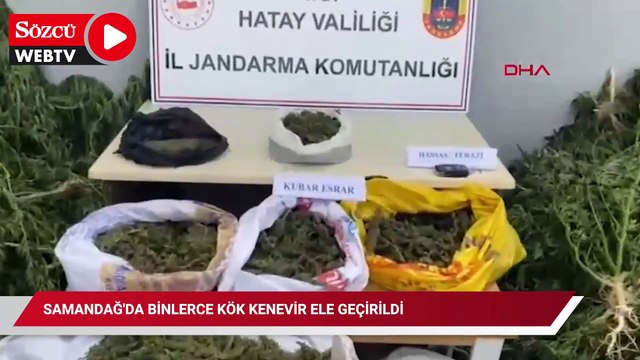 Samandağ'da binlerce kök kenevir ele geçirildi