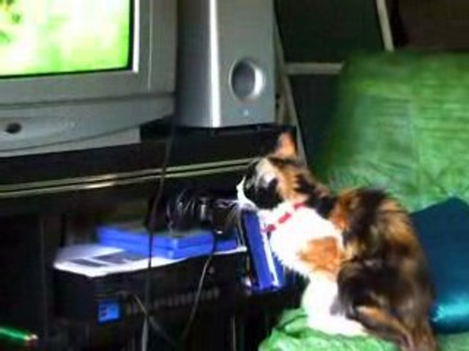 chat qui regarde la télé...Si je pouvais l'attraper!!!