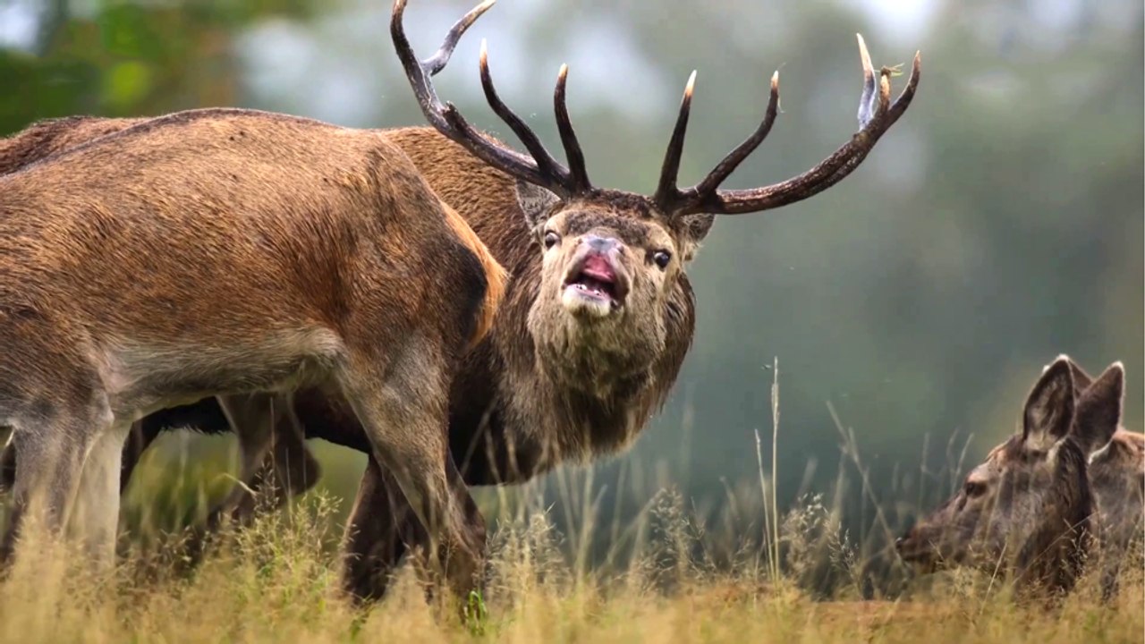 Underdogs Trailer OV