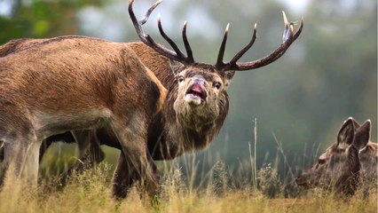 Underdogs Trailer OV