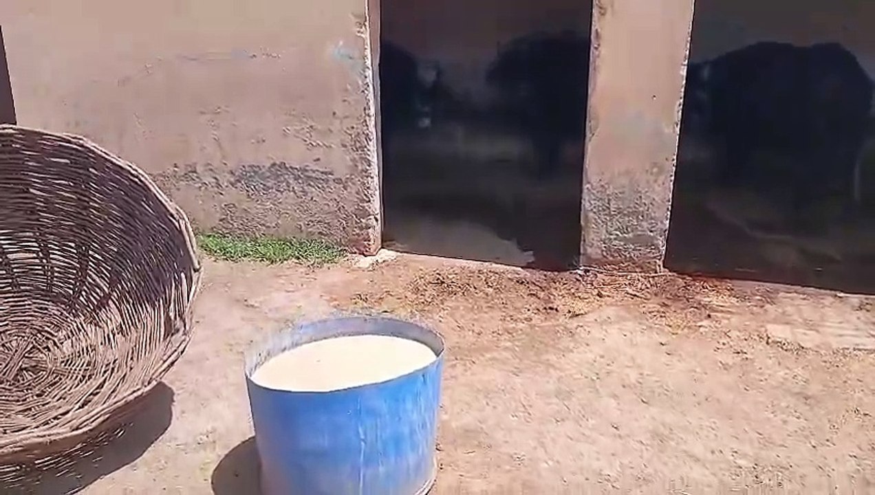 Buffalo of Dera Ch. Ikhlaq/Dhoke Gangal/Chakbeli Road/Full of Milk/Healthy/Neeli Ravi/Neeli