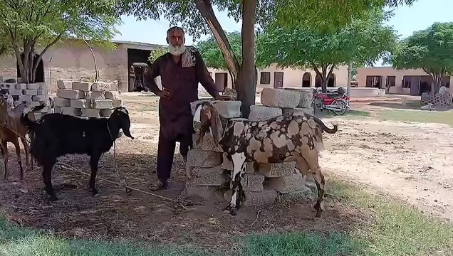 Beetal Goats/Dera Ch. Ikhlaq/Dhoke Gangal/Chakbeli Road/Self Qurbani Bakry/Bakri with 3 kids