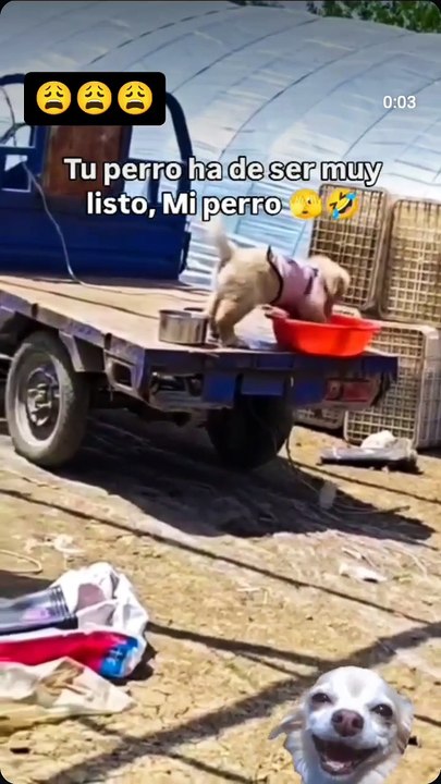 Pobre perrito 🐕
