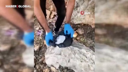 Mağaradan kenevir bitkisi çıktı