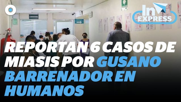 Reportan seis casos de miasis en humanos por gusano barrenador I Reporte Indigo