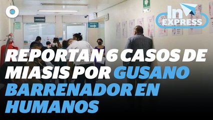 Reportan seis casos de miasis en humanos por gusano barrenador  I Reporte Indigo