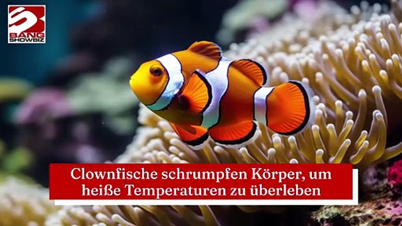 Clownfische schrumpfen Körper, um heiße Temperaturen zu überleben