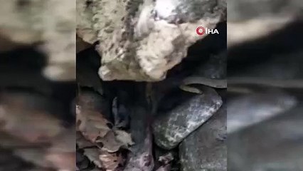 Tek ısırıkla öldürüyor! Türkiye'nin en zehirli yılanıyla burun buruna geldi